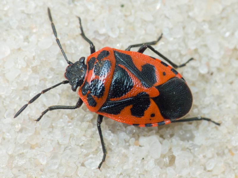 Eurydema (Rubrodorsalium) dominula (Scopoli, 1763)